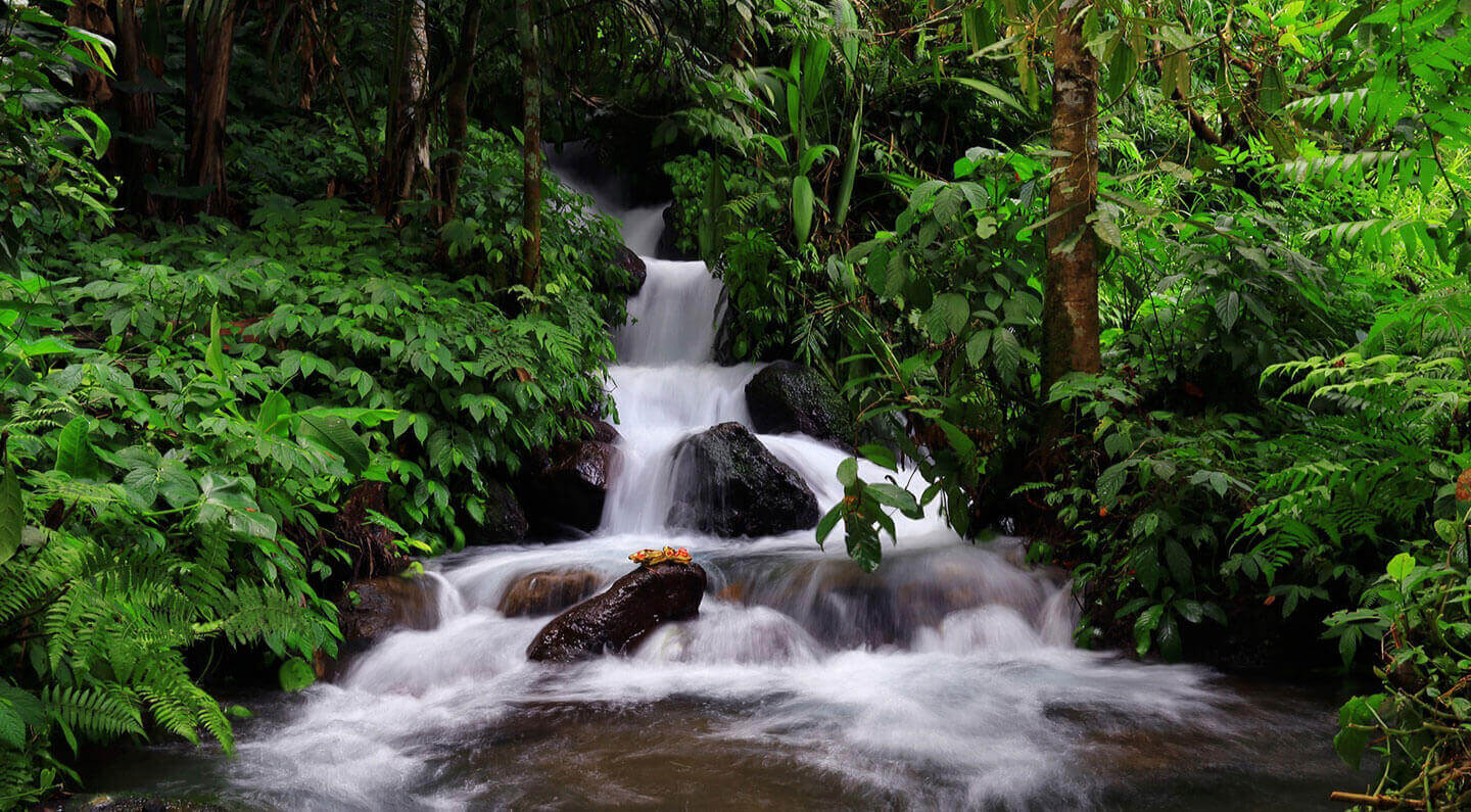 A natural spring emerging from moss-covered rock